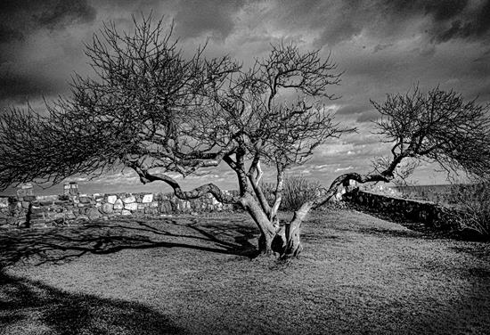 Skyler_Arnold_Old_Lonesome_Tree_B_and_W_Photograph